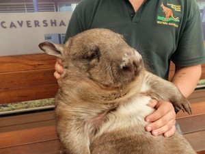 Bertemu Si Buruk Rupa dari Australia