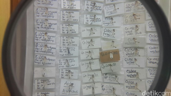 Studi: Sampel Virus Ada di 1-5 Persen Hewan Pembawa Penyakit di Indonesia