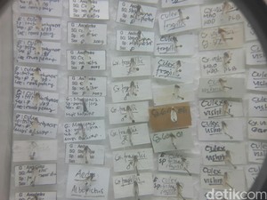 Studi: Sampel Virus Ada di 1-5 Persen Hewan Pembawa Penyakit di Indonesia