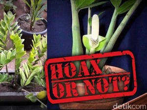 Isu Tanaman Dolar Penyebab Leukimia