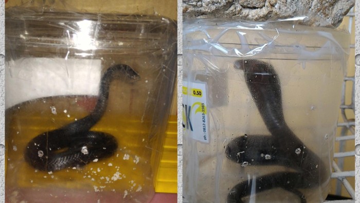 Hii! Ada Bayi Ular Kobra Masuk Rumah Warga di Tangsel