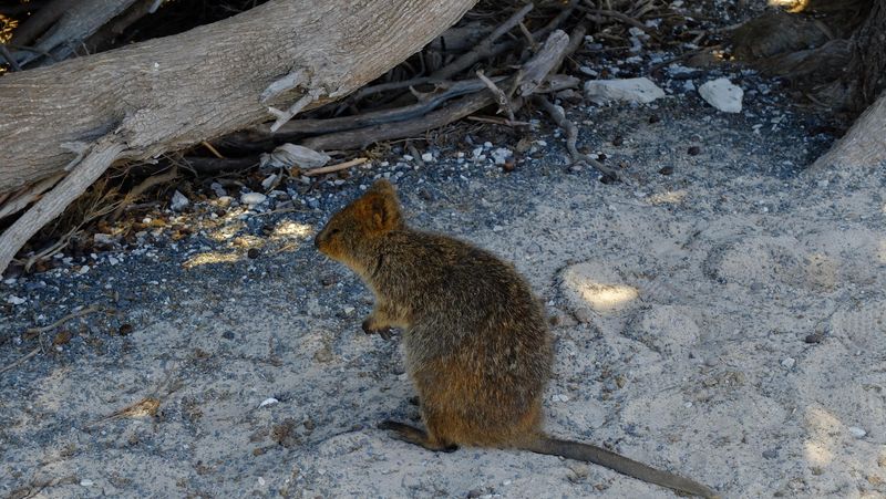 Lebih Dekat Dengan Quokka Si Imut Dari Australia Foto 4