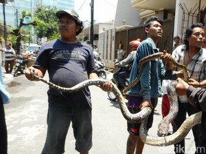 Ular yang Teror Warga Semarang Tak Cuma Muncul di Jalan, tapi di Meja Makan