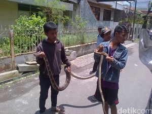 Teror Ular di Pusat Kota Semarang, ini Cerita Warga Tangkap Piton 4 Meter