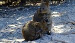 Lebih Dekat dengan Quokka, Si Imut dari Australia