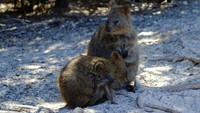 Banyak media massa internasional mendaulat quokka sebagai the happiest animal on earth, karena bentuk wajahnya yang seperti selalu tersenyum (Sastri/detikTravel)
