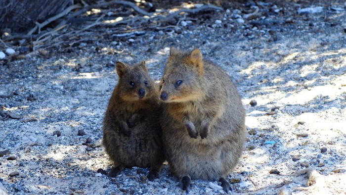 Quokka, hewan endemik Australia di Rottnest Island