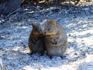 Penumpang Kapal Pesiar di Australia Dikarantina Bareng Quokka yang Menggemaskan
