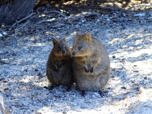 Penumpang Kapal Pesiar di Australia Dikarantina Bareng Quokka yang Menggemaskan