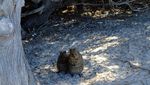 Lebih Dekat dengan Quokka, Si Imut dari Australia