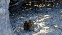 Nama Rottnest juga ada hubungannya dengan quokka. Sejarahnya, tahun 1696 seorang Belanda menjelajah pulau ini dan menemukan banyak big rat alias tikus besar. Jadilah dia menamakan pulau ini rats nest yang kemudian menjadi Rottnest (Sastri/detikTravel)