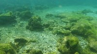 Foto: Pemandangan bawah laut di pantai. Jarak pandangnya cukup jauh karena airnya jernih. Sesekali, ada ikan kecil yang ikut berenang bersama (Kurnia/detikTravel)