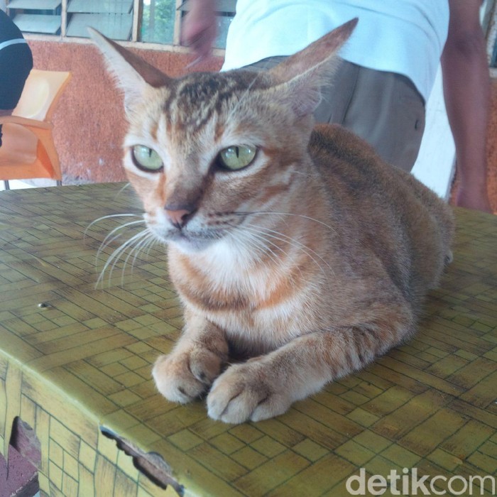 Kisah Kucing Pemberani yang Tarik Perhatian Pengunjung Taman di Medan