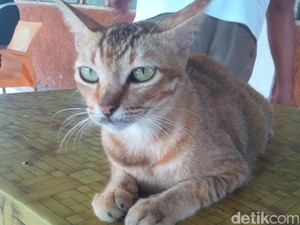 Kisah Kucing Pemberani yang Tarik Perhatian Pengunjung Taman di Medan