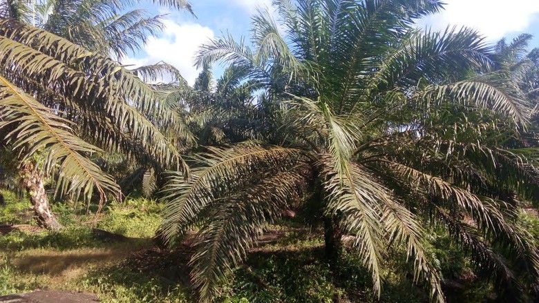 1,8 Juta Ha Kebun Sawit di Riau Ilegal, Negara Rugi Rp 34 Triliun 1,8 Juta Ha Kebun Sawit di Riau Ilegal, Negara Rugi Rp 34 Triliun