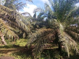 Pengadilan Urung Eksekusi Lahan Sawit PTPN 2.823 Hektare