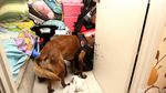Razia Narkoba, BNN Libatkan Anjing K9