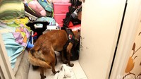 Anjing K9 beraksi memeriksa sejumlah kamar di Apartemen Kalibata, Jakarta, Kamis (25/02/2016).