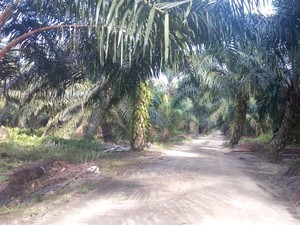 Luas Kebun Sawit Ilegal di Riau Mencapai 1,8 Juta Ha