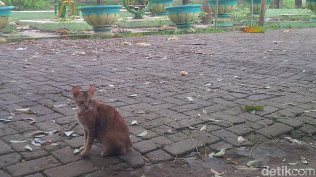 Kucing di Taman Cadika