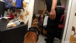 Razia Narkoba, BNN Libatkan Anjing K9