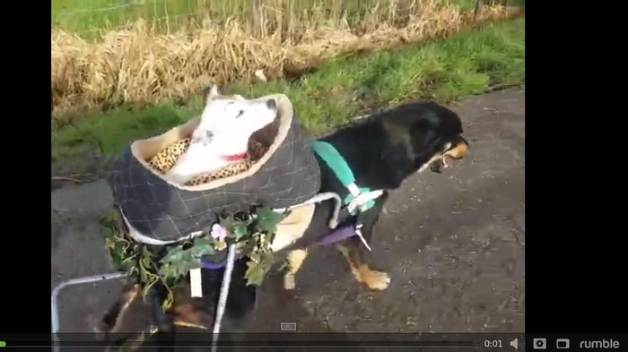 Video Mengharukan Persahabatan 2 Anjing Cacat Ini Viral di Internet