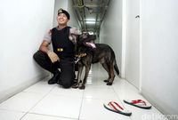 Razia Narkoba, BNN Libatkan Anjing K9