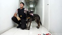 Kepala BNN Budi Waseso (Buwas) mengatakan, pihaknya membutuhkan 50 anjing pelacak untuk memberantas narkoba. Saat ini BNN sedang melakukan penyeleksian anjing-anjing untuk pasukan K9.