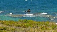 Foto: Salah satu spot diving terkenal di Rottnest Island adalah The Shark. Ini adalah bangkai kapal peninggalan Perang Dunia II, yang dari kejauhan mirip ikan hiu di permukaan laut (Sastri/detikTravel)