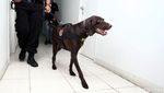 Razia Narkoba, BNN Libatkan Anjing K9