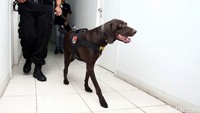 Para personel itu memakai rompi bertuliskan K9.