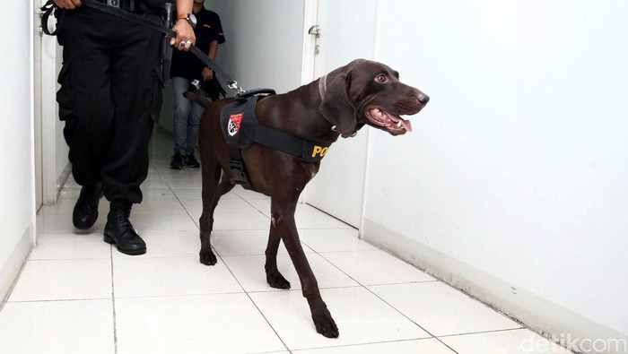 Sebanyak 352 Personel gabungan dari (Badan Narkotika Nasional  (BNN), Direktorat Reserse Narkoba Polda Metro Jaya dan Imigrasi Jakarta Selatan melakukan blusukan ke sejumlah tower yang berada di Apartemen Kalibata City, Jakarta Selatan, Kamis (26/02/2016). Kegiatan rutin tersebut dilakukan untuk mencari warga negara asing (WNA) yang diduga terlibat dalam penyalahgunaan narkoba dan masalah keimigrasian. Grandyos Zafna/detikcom