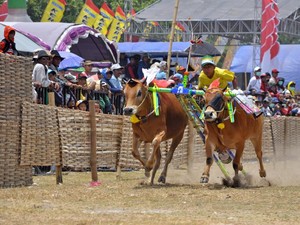 Karapan Sapi & Pacu Jawi, Festival Balap Sapi Paling Fenomenal