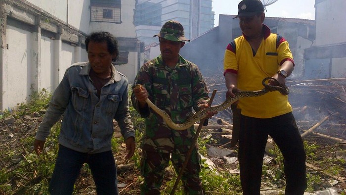 Warga Semarang Menemukan Ular Lagi, Kali ini Panjangnya 1,5 Meter