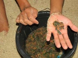 Siap-siap Berburu Cacing Laut di Festival Bau Nyale Lombok