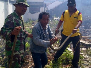 Muncul Ular Piton di Sekitar Rumah? Begini Cara Menghadapinya