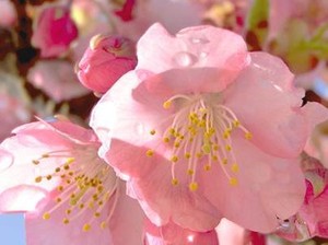 Siapkan Dirimu Sebelum Merasakan Keajaiban Bunga Sakura di Jepang