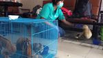 Polda Riau Gagalkan Perdagangan 8 Satwa Langka