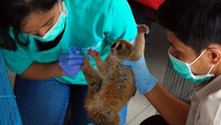 Ada 8 satwa liar yang bisa diselamatkan. Satwa itu terdiri dari 6 ekor kukang dan 1 ekor siamang dan satu ekor owa jenis monyet putih.Pool/Chaidir Anwar Tanjung/detikFoto
