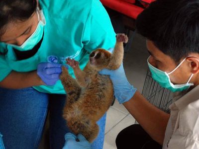 Polda Riau Gagalkan Perdagangan 8 Satwa Langka
