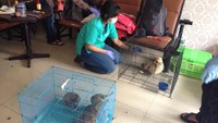 Dalam kasus ini tiga orang penjual satwa inisial, FH, JKN, ADR sudah diamankan. Pool/Chaidir Anwar Tanjung/detikFoto