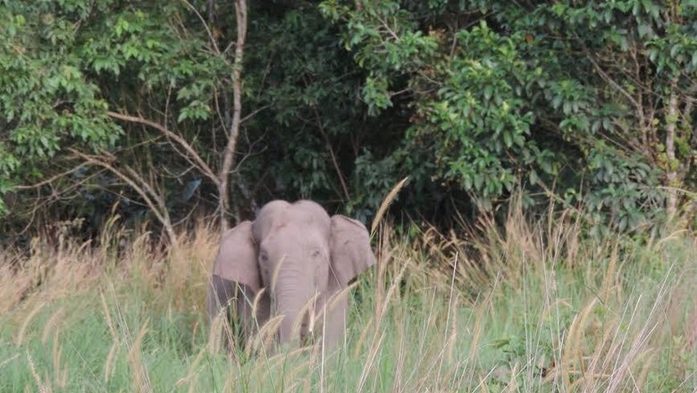 Download 6800 Gambar Gajah Jadi Pocong Terbaik 