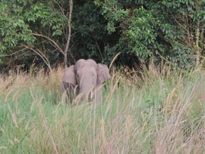 Gajah Liar yang Masuk ke Kota Pekanbaru Tergolong Ganas
