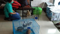 Kanit IV Subdit Reskrimsus Polda Riau, Kompol Nipwin Hutabarat mengatakan kasus satwa liar ini awalnya dilaporkan sebuah LSM lingkungan. Di mana dalam laporannya, disebutkan adanya perdagangan satwa liar di pasar tradisional Palapa, kawasan Labu Baru Pekanbaru. Pool/Chaidir Anwar Tanjung/detikFoto