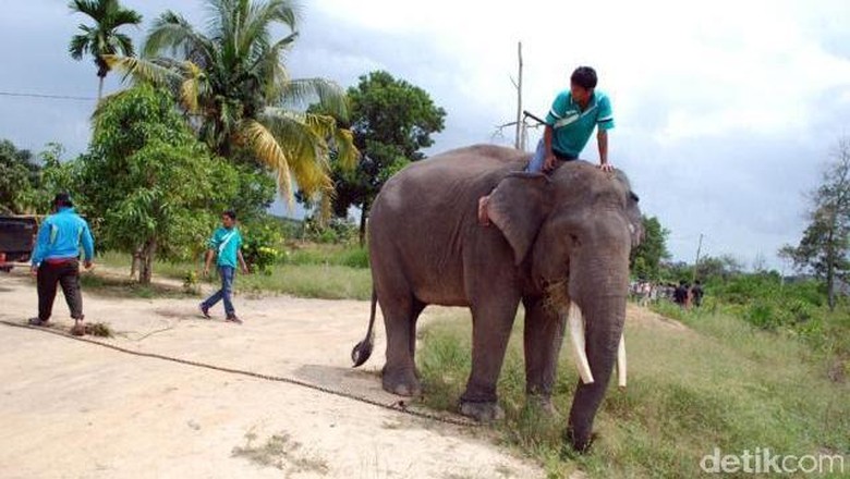 Kepala Balai TNTN Pastikan Gajah Jinak Aman dari Karhutla Kepala Balai TNTN Pastikan Gajah Jinak Aman dari Karhutla