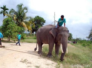 Analisis dan Pesan Pakar soal Gajah Ngamuk Tewaskan Dokter Via