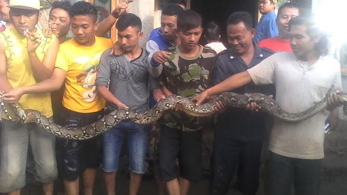 Ular Sanca Muncul Saat Banjir Rendam Desa di Pasuruan