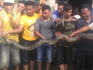Ular Sanca Muncul Saat Banjir Rendam Desa di Pasuruan