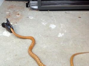 Ular Coklat Berbisa Tertangkap di Alat Jebakan Tikus