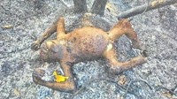 Pada 2016, temuan 3 orangutan terbakar di Kalimantan Timur disorot media internasional. Salah satunya Daily Mail edisi 28 Februari yang mengangkat artikel berjudul Three female orangutans have died in a land fire near a protected forest in Indonesia amid claims the blaze was started deliberately dengan foto-foto orangutan yang nahas.  Foto: Istimewa (via Facebook Centre for Orangutan Protection/COP))